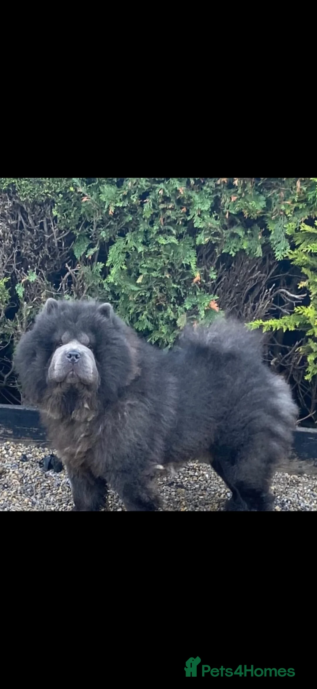 Chow Chow dogs for sale: Beautiful Blue Chow Chow Male - Advert 1
