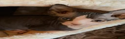 Sphynx cats for sale: Beautiful Sphynx baby girl - Advert 3