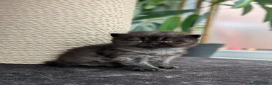 British Shorthair 1