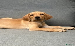 Labrador Retriever dogs for sale: KC registered Working Labrador Pups - Image 1
