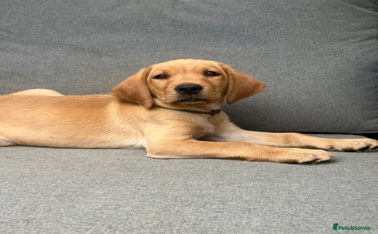 Labrador Retriever dogs - Advert 3