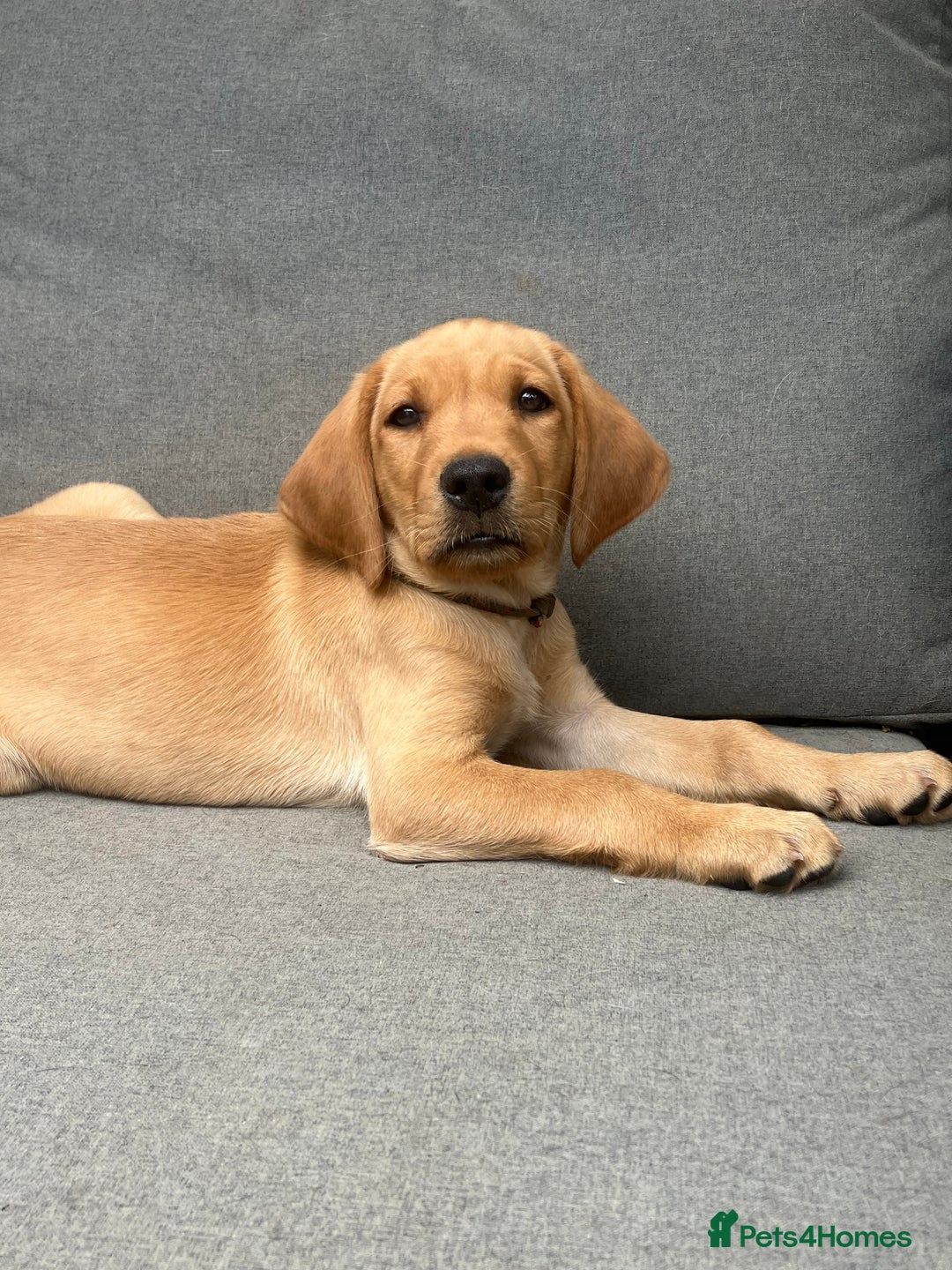 Labrador Retriever dogs for sale: KC registered Working Labrador Pups - Image 1