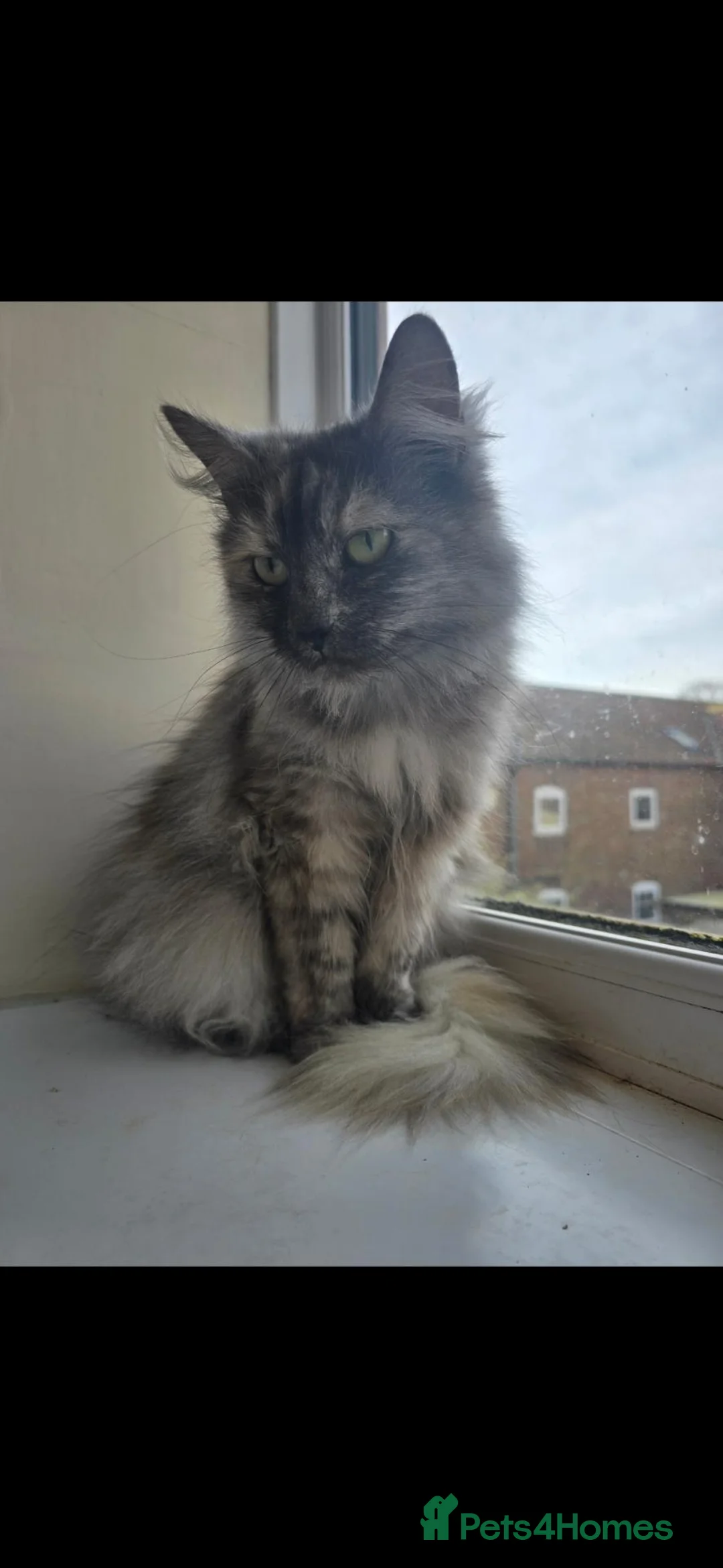 Norwegian Forest Cat cats for sale: Beautiful Norwegian forest female - Advert 2