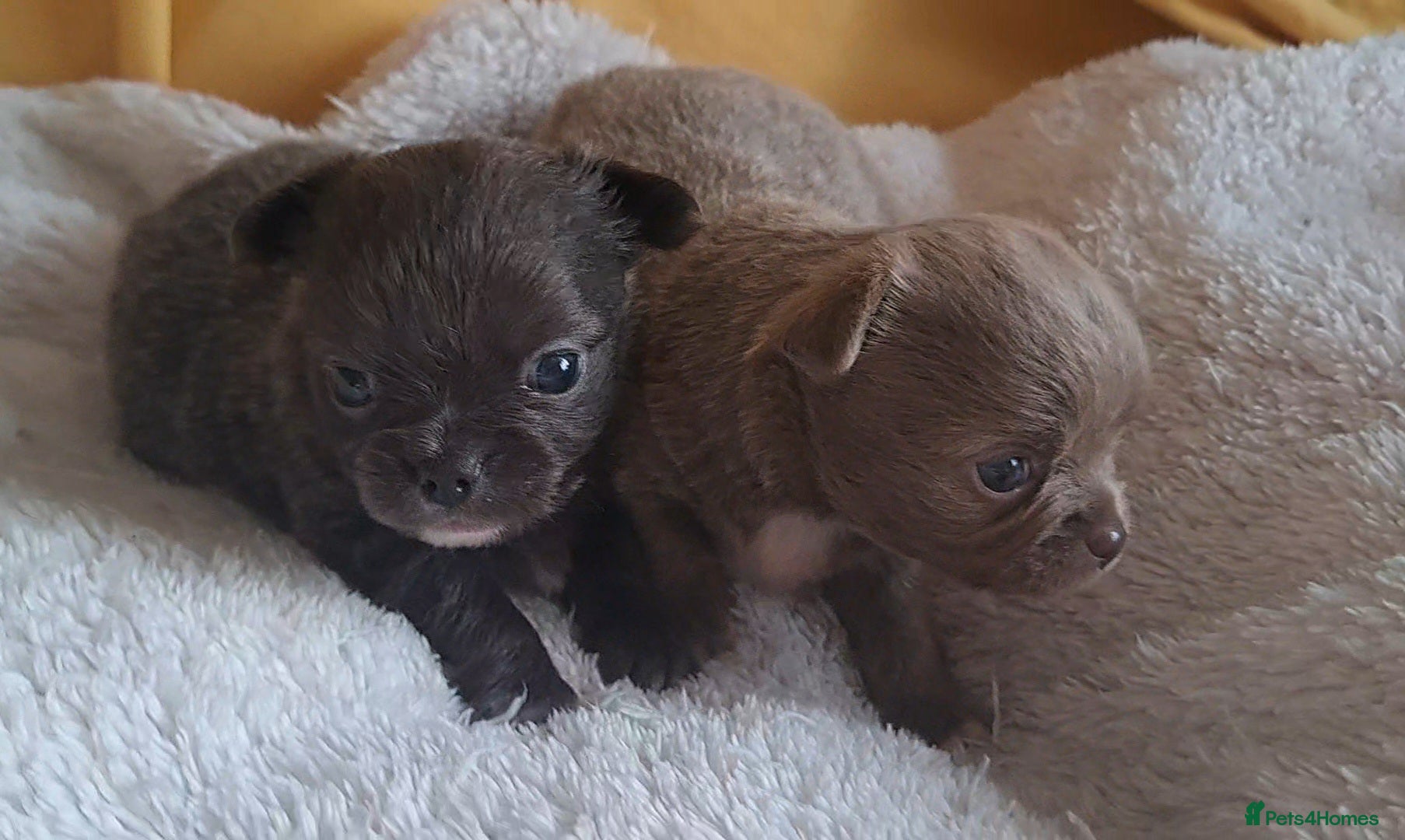 Chihuahua dogs Long Coat Chihuahua Puppies for Sale - Advert 4