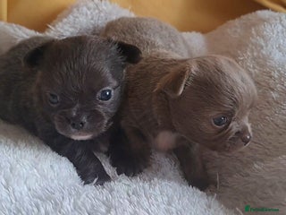 Chihuahua dogs Long Coat Chihuahua Puppies for Sale - Advert 4