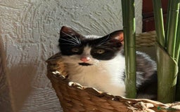 Mixed Breed cats for sale: 2 cutie kittens for sale  - Image 5