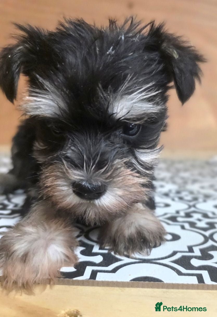 Miniature Schnauzer dogs Miniature schnauzer puppies - Advert 1