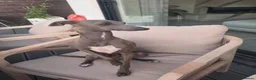 Italian Greyhound dogs for stud: Distinguished Gentleman in Crowthorne - Advert 3