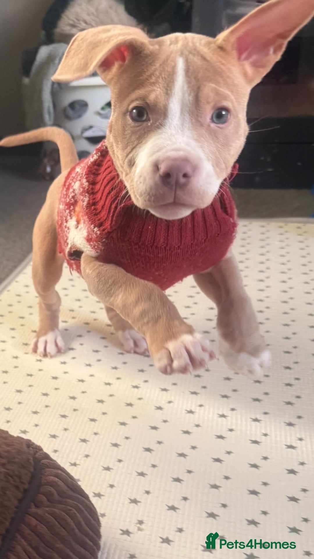 Mixed Breed dogs for sale: Pocket bully mix - Advert 2