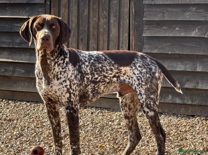 Gallery Image {{count}}