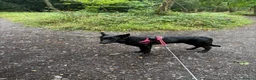 Sheprador dogs for sale: Skye 7 month sheprador - Advert 2