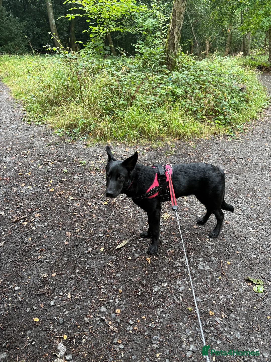 Sheprador dogs for sale: Skye 7 month sheprador - Advert 2