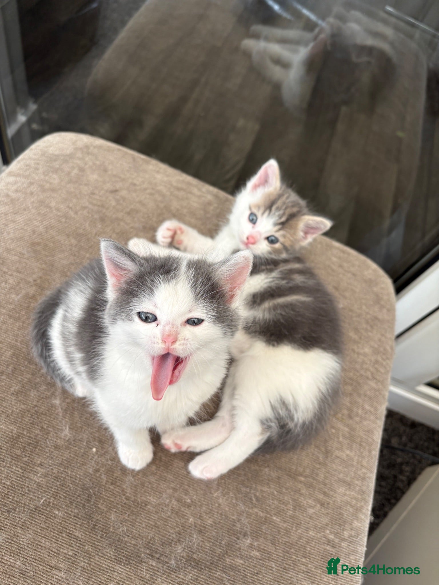 Mixed Breed cats Beautiful long haired Ragdoll cross kittens - Advert 11