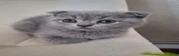 Scottish Fold cats for sale: Scotish fold kittens for sale in Boston - Advert 7