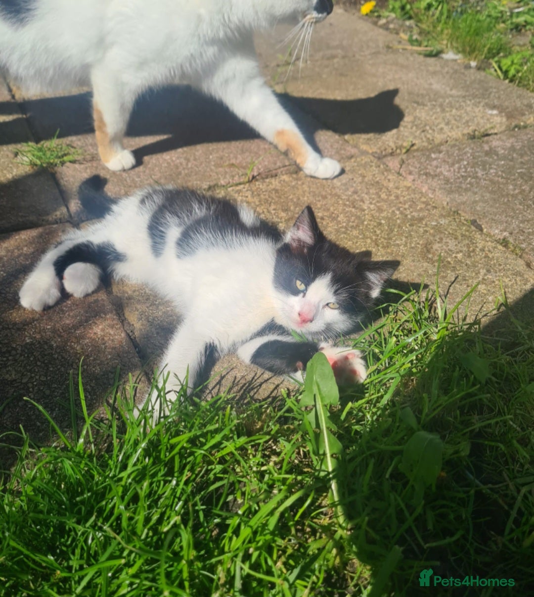 Mixed Breed cats Fluffy kittens looking for their forever homes - Advert 1