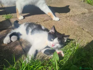 Mixed Breed cats Fluffy kittens looking for their forever homes - Advert 4