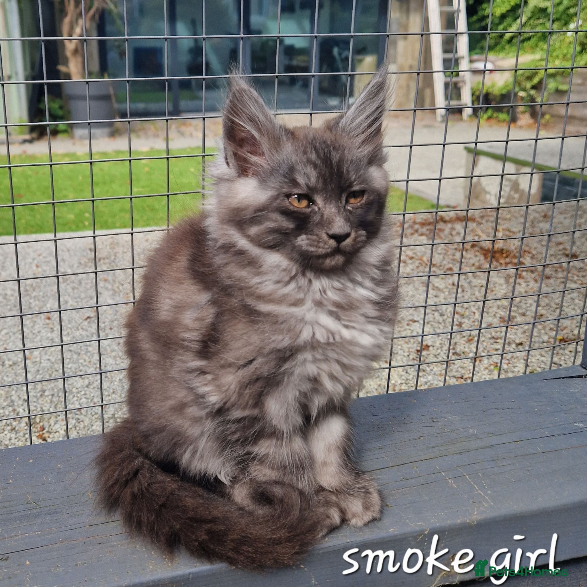 Maine Coon cats Pedigree - smoke russian line mainecoons - Advert 1