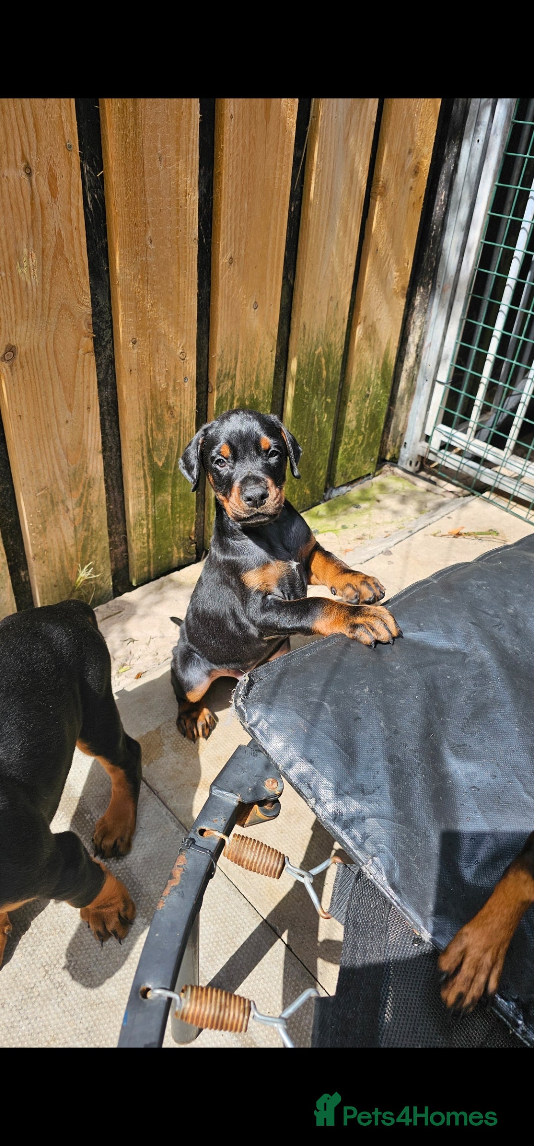 Dobermann dogs for sale: Top quality Dobermann puppies - Image 12