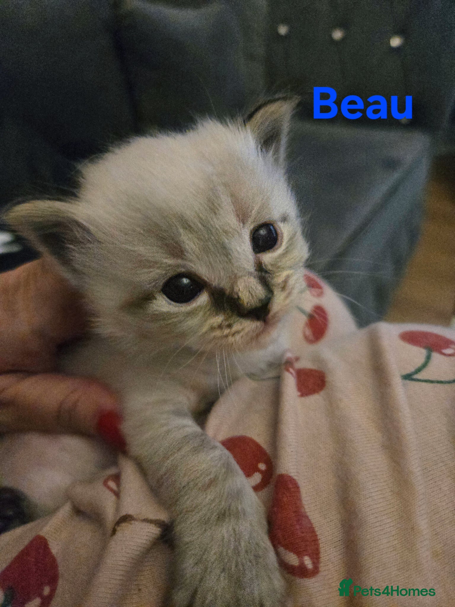 Ragdoll cats for sale: Stunning litter of Purebred Ragdoll kittens - Advert 9