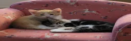 Mixed Breed cats for sale: Stunning bi-colour kittens in Ipswich - Advert 17