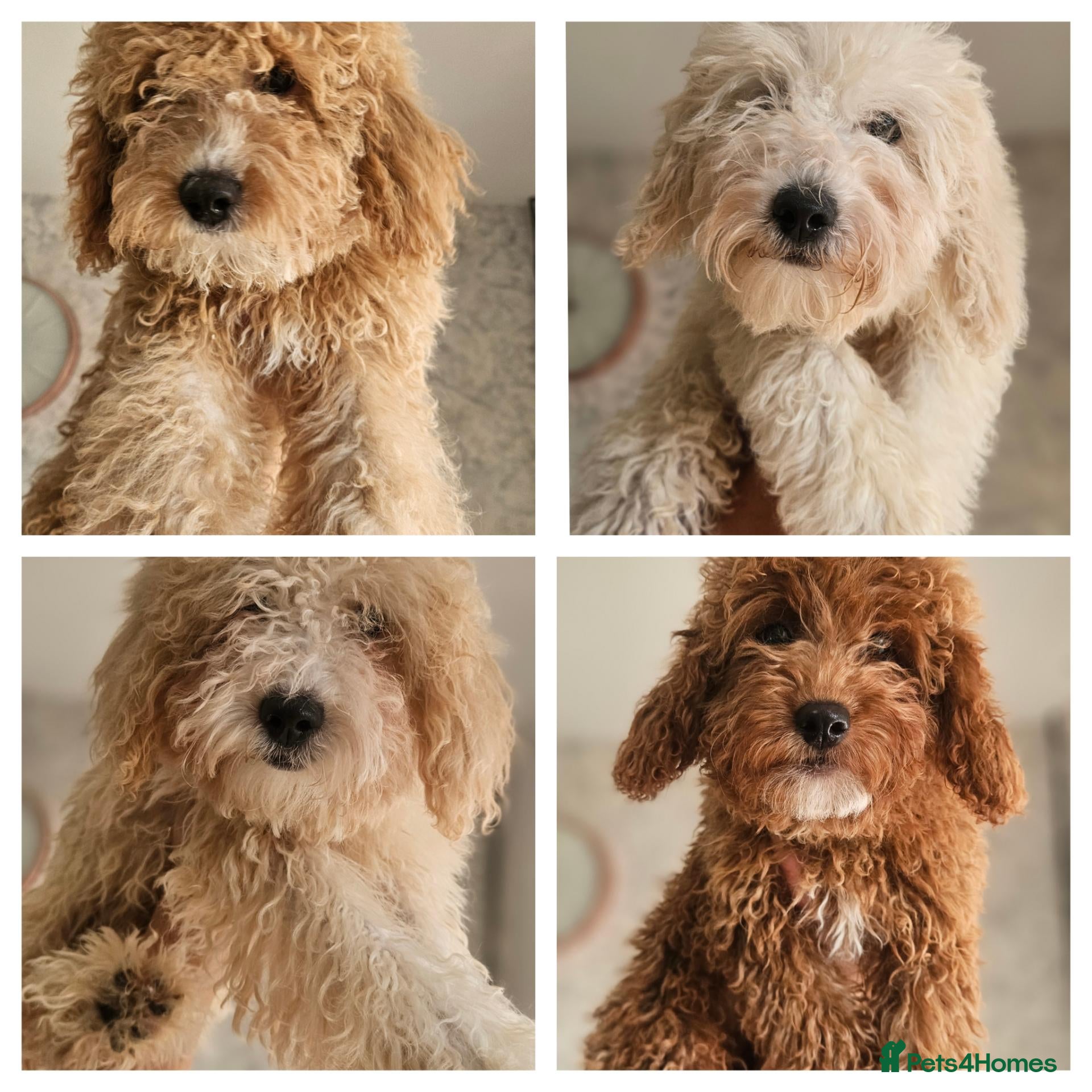 Mini Goldendoodle dogs Small/toy goldendoodle boys ✨️💙 - Advert 2