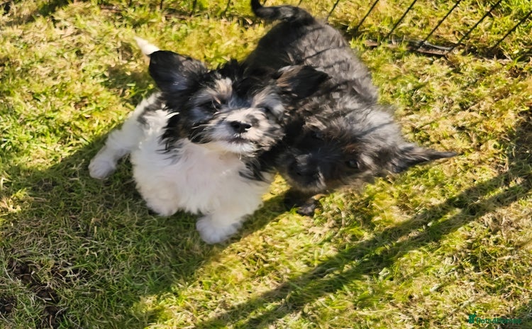 Mixed Breed dogs - Advert 6