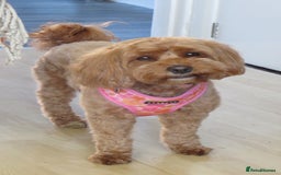 Cavapoo dogs for sale: Gorgeous Health Tested Cavapoo F1B Puppies - Image 6