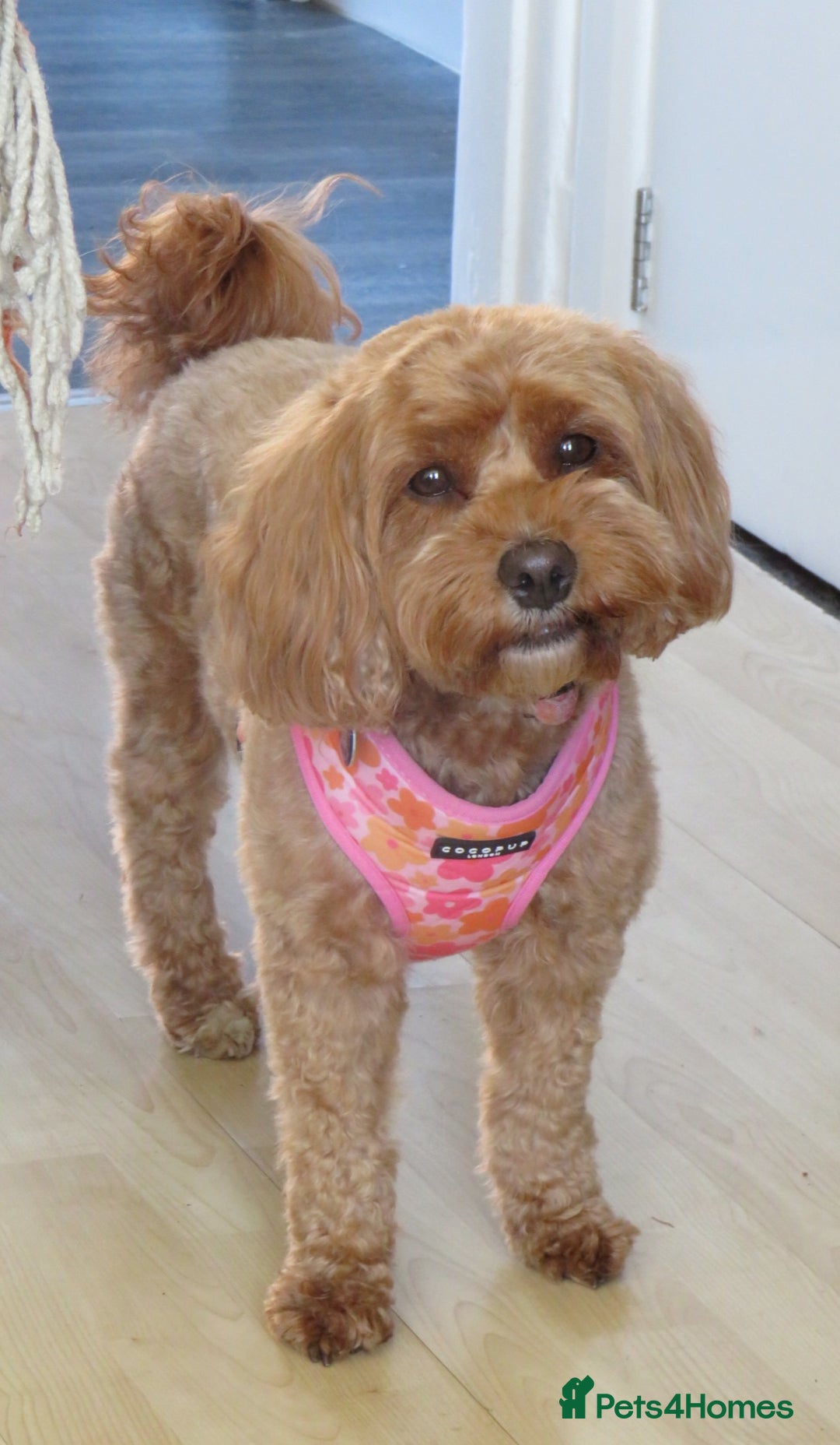 Cavapoo dogs for sale: Gorgeous Health Tested Cavapoo F1B Puppies - Image 6