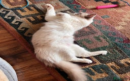 Ragdoll cats for sale: Aleksandra  - Image 4