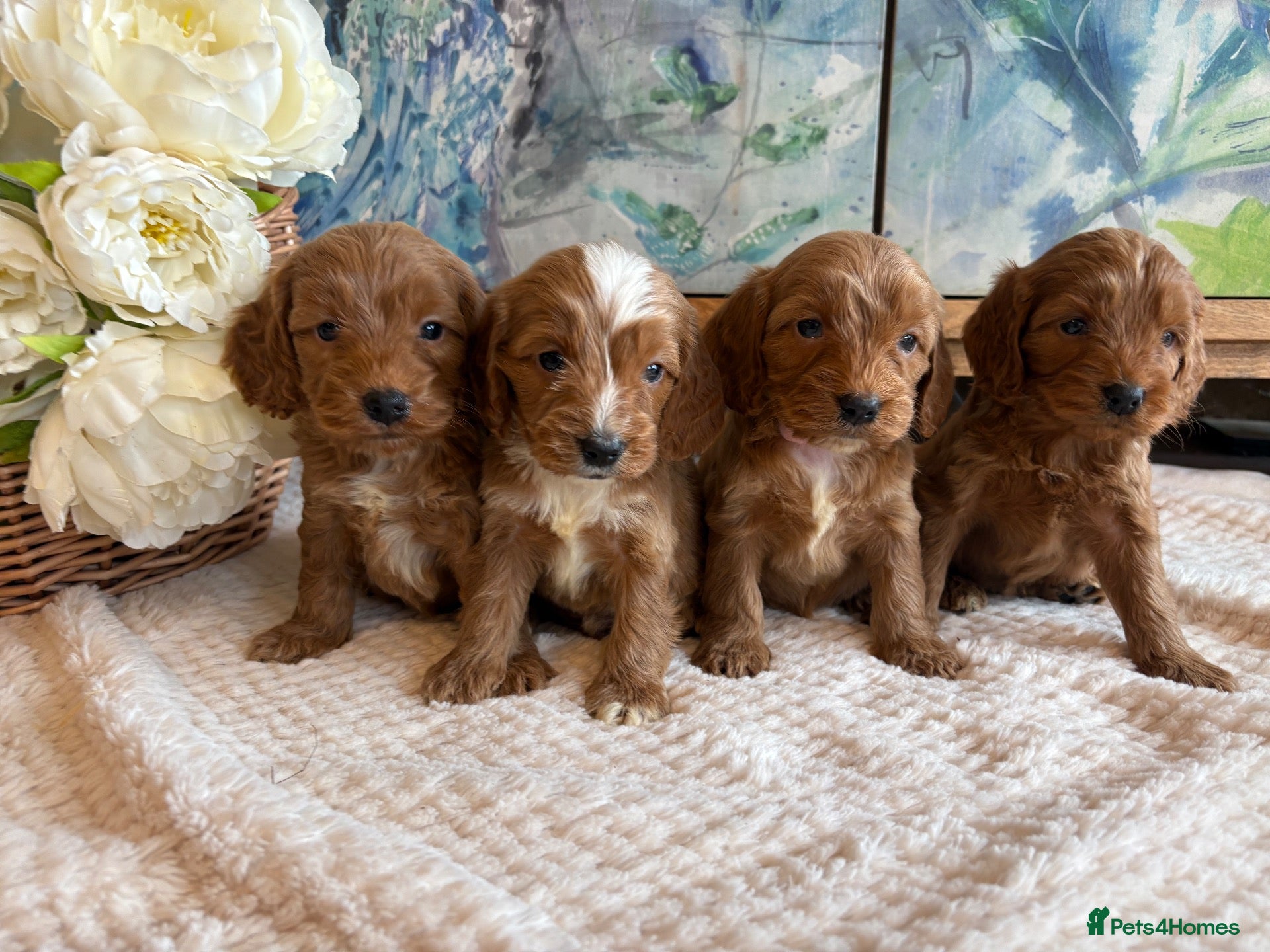 Cockapoo dogs for sale: Cockapoo F1 show type pups, PRIZEWINNING LINES  - Advert 2