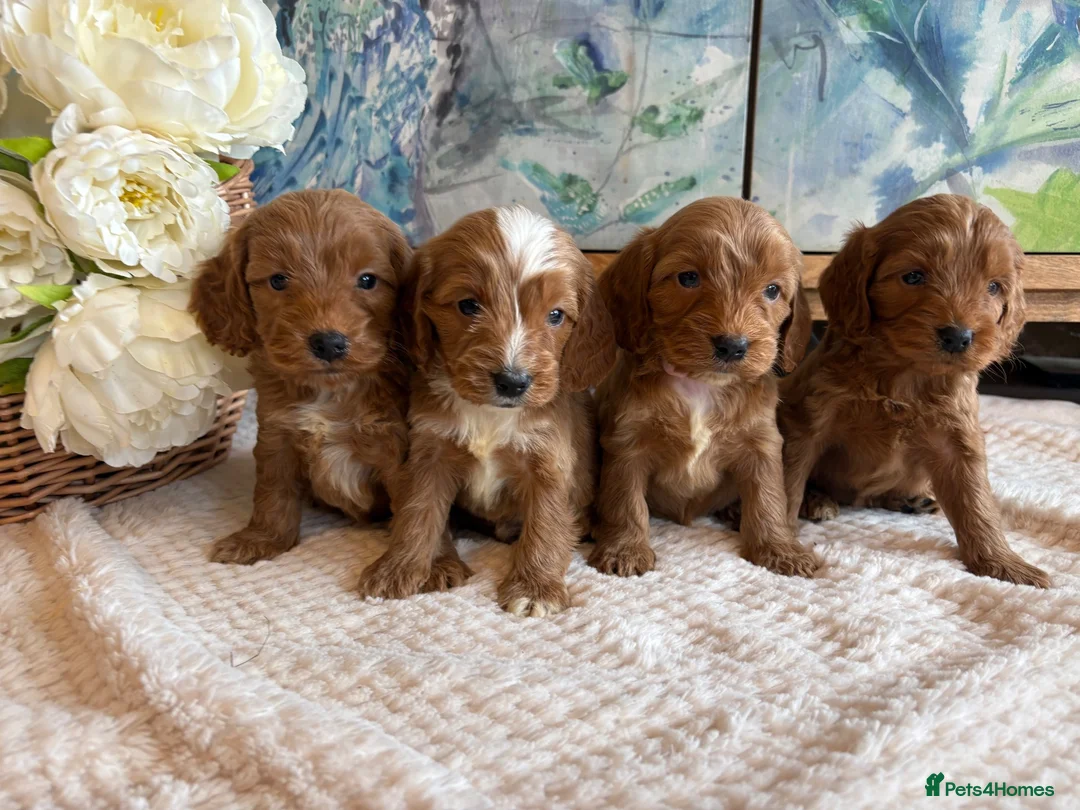 Cockapoo dogs for sale: Cockapoo F1 show type pups, PRIZEWINNING LINES  - Advert 2