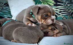 English Bulldog dogs for sale: Champion Bloodlines KC British Bulldogs - Image 11