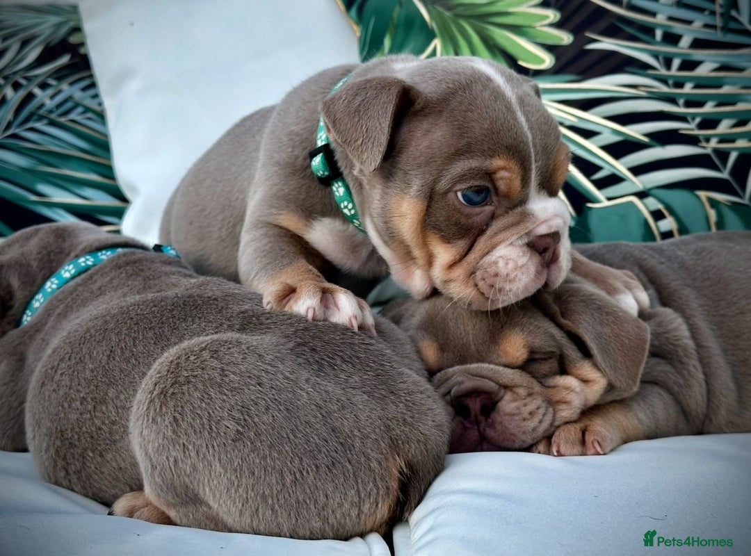English Bulldog dogs for sale: Champion Bloodlines KC British Bulldogs - Image 11