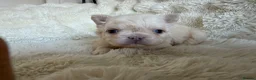 French Bulldog dogs for sale: Full fluffy French bulldogs  - Advert 8