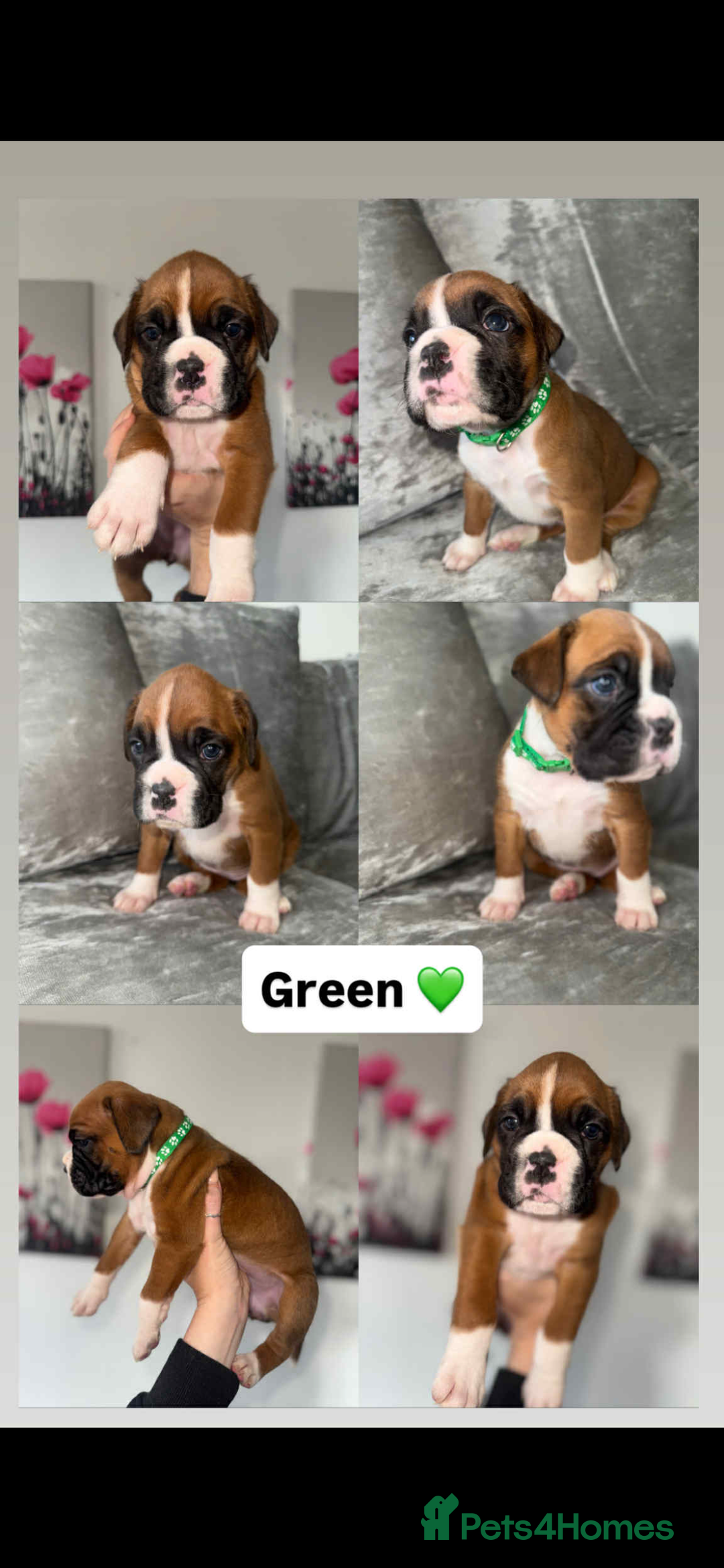 Boxer dogs for sale: Beautiful boxer puppies  - Image 5