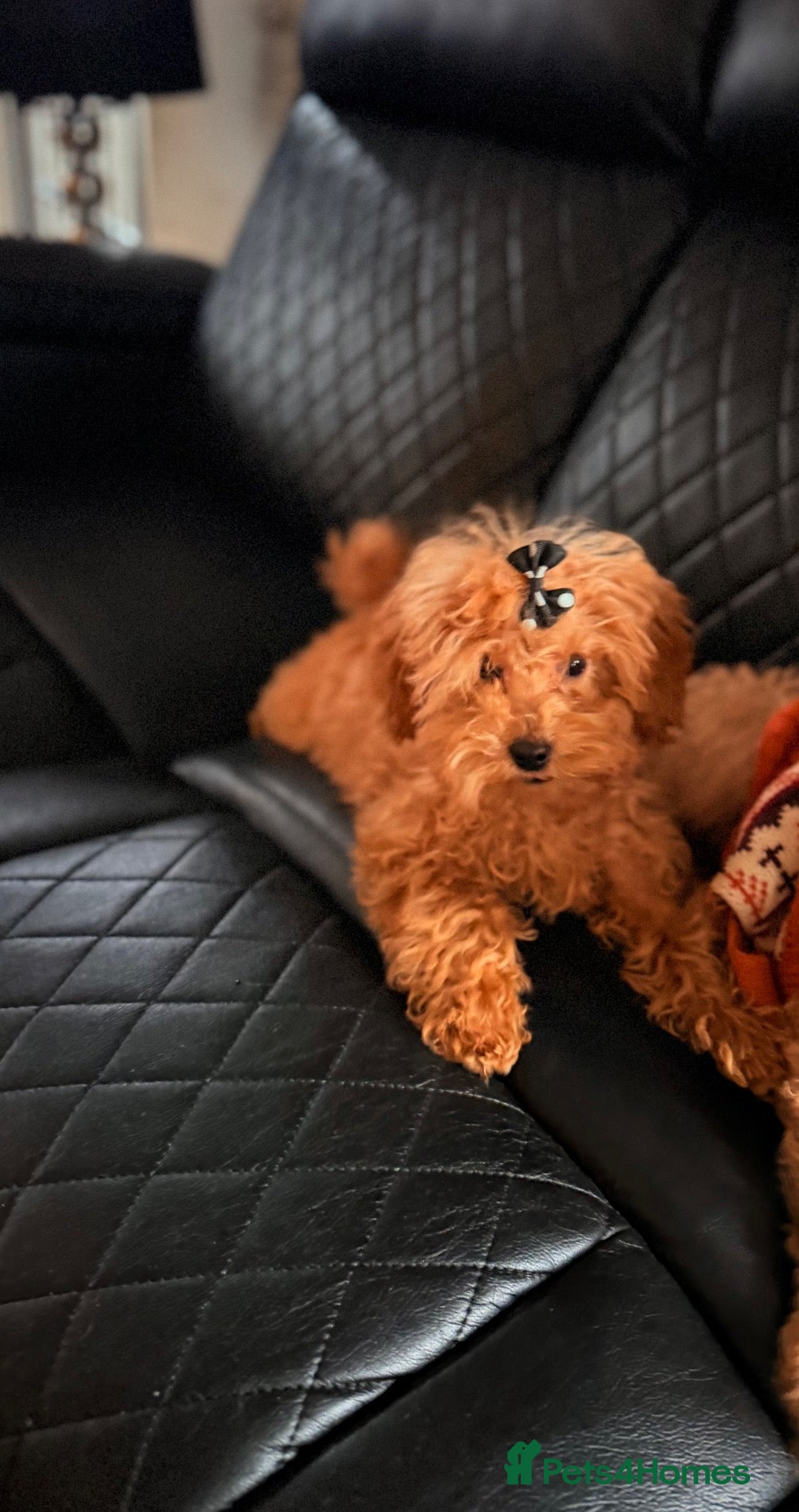 Maltipoo dogs for sale: Exquisite f1 toy Maltipoo teddy bears  - Advert 2