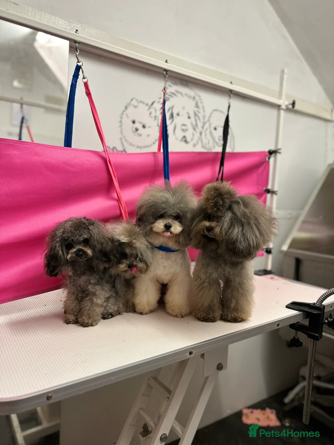Toy Poodle dogs for stud: 7.5inch Toy HEALTH TESTED ASIAN IMPORT in Guildford - Advert 7