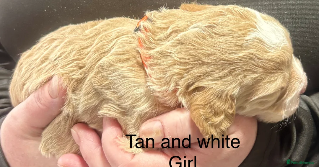 Cockapoo dogs for sale: Cockerpoo puppies  - Advert 10