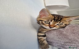 Bengal cats for sale: Last Glitter Brown Bengal - Image 5