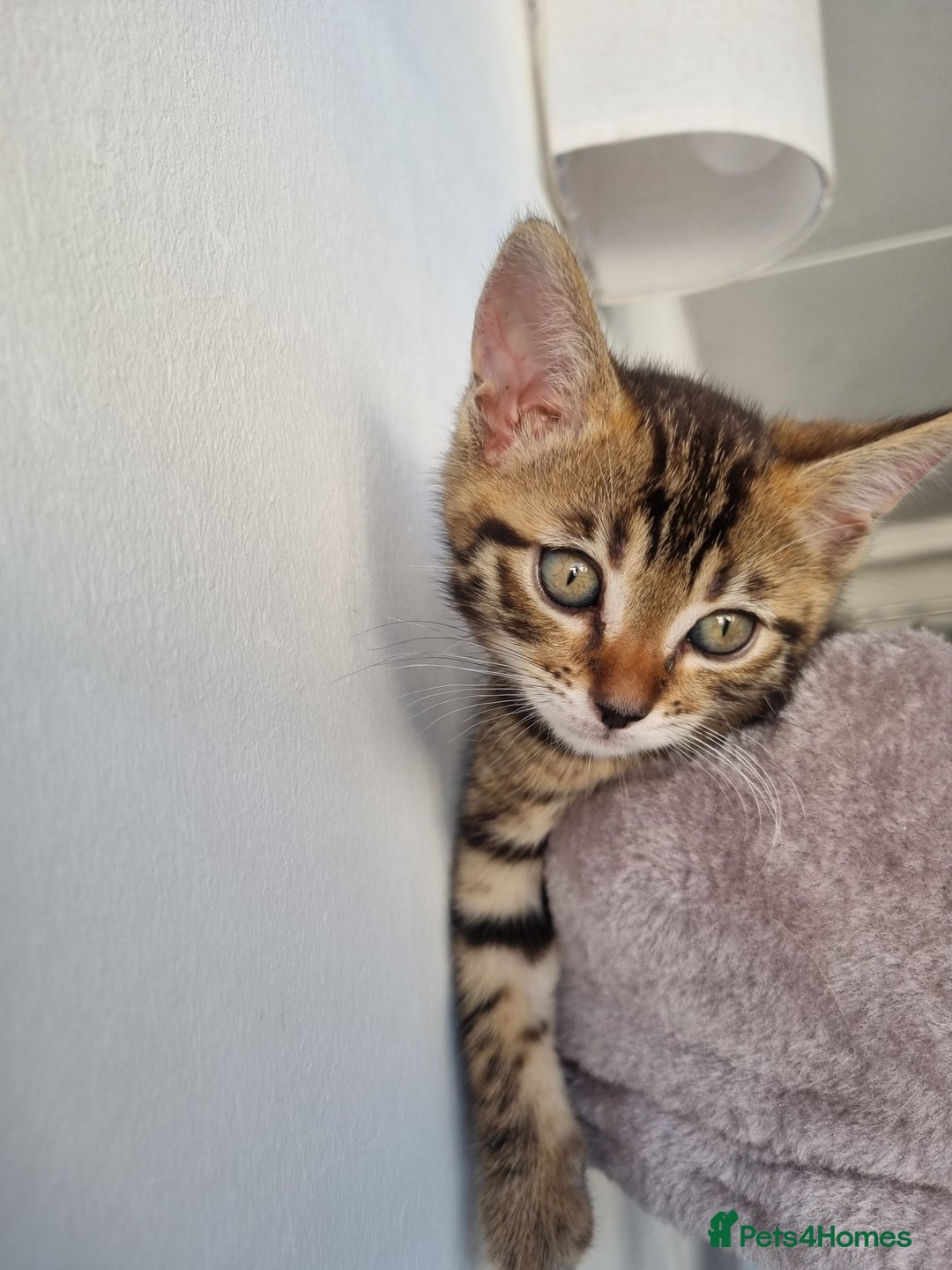 Bengal cats for sale: Last Glitter Brown Bengal - Image 5