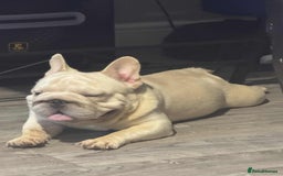 French Bulldog dogs for sale: French bulldog boy - Advert 4