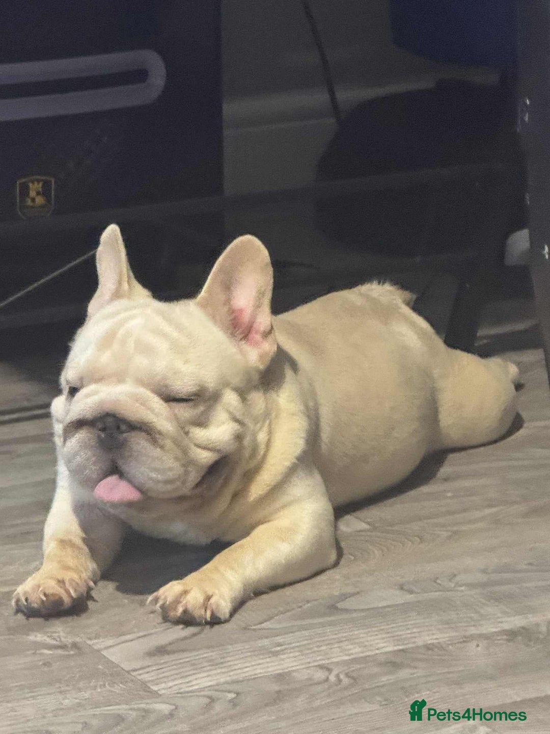 French Bulldog dogs for sale: French bulldog boy - Advert 4