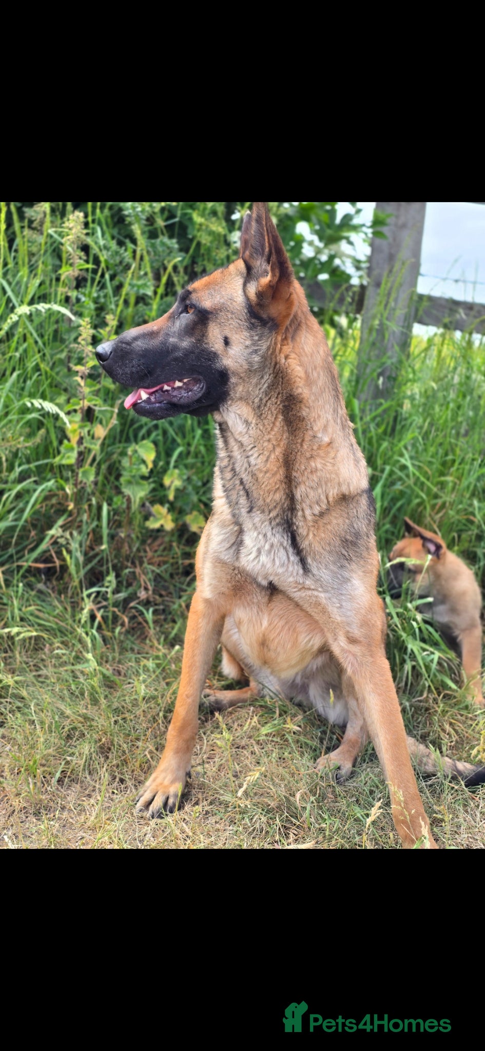 German Shepherd dogs for sale: Shepherd puppy available  - Advert 8