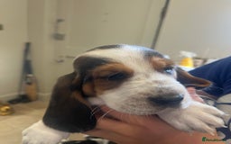 Basset Hound dogs for sale: Beautiful Basset Hound puppies - Image 9