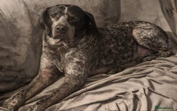 Mixed Breed dogs for adoption: 💙KOBE-A LOVING GERMAN POINTER LOOKING FOR HOME💙 - Advert 5