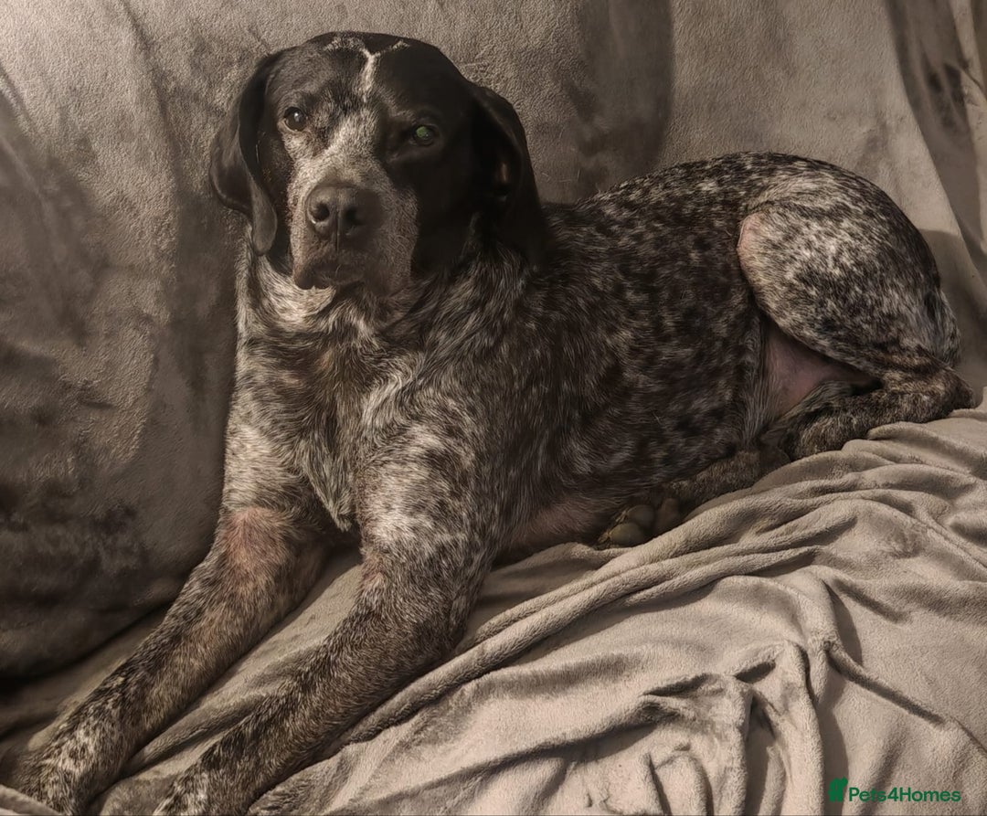 Mixed Breed dogs for adoption: 💙KOBE-A LOVING GERMAN POINTER LOOKING FOR HOME💙 - Advert 5
