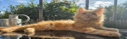 Maine Coon cats for sale: Maine Coon Kittens  in Bridgwater - Advert 3
