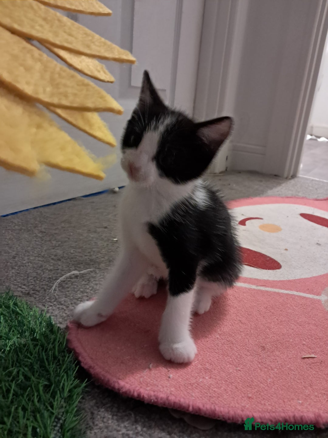 Mixed Breed cats for sale: 4 kittens for sale - Image 10