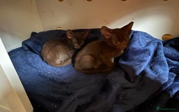 Suffolk cats for sale: Suffolk Chocolate Female Kitten - Advert 4