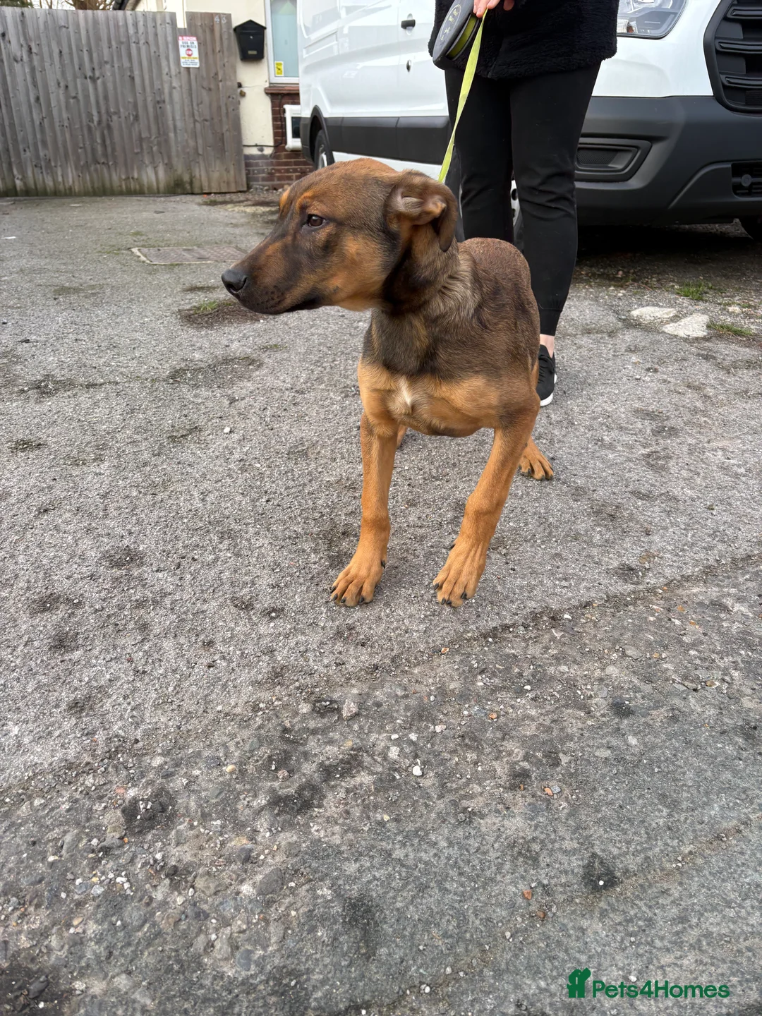 Belgian Shepherd Dog dogs for sale: ENVI 💥 BERRY 2 - Advert 5